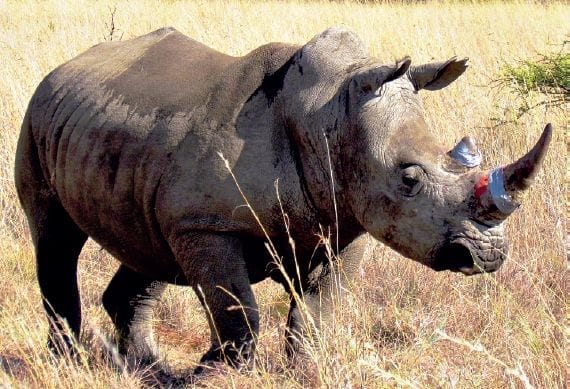 Conqueror, Dinokeng help to save the Rhino's.